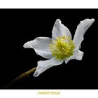 Christrose (Helleborus niger)