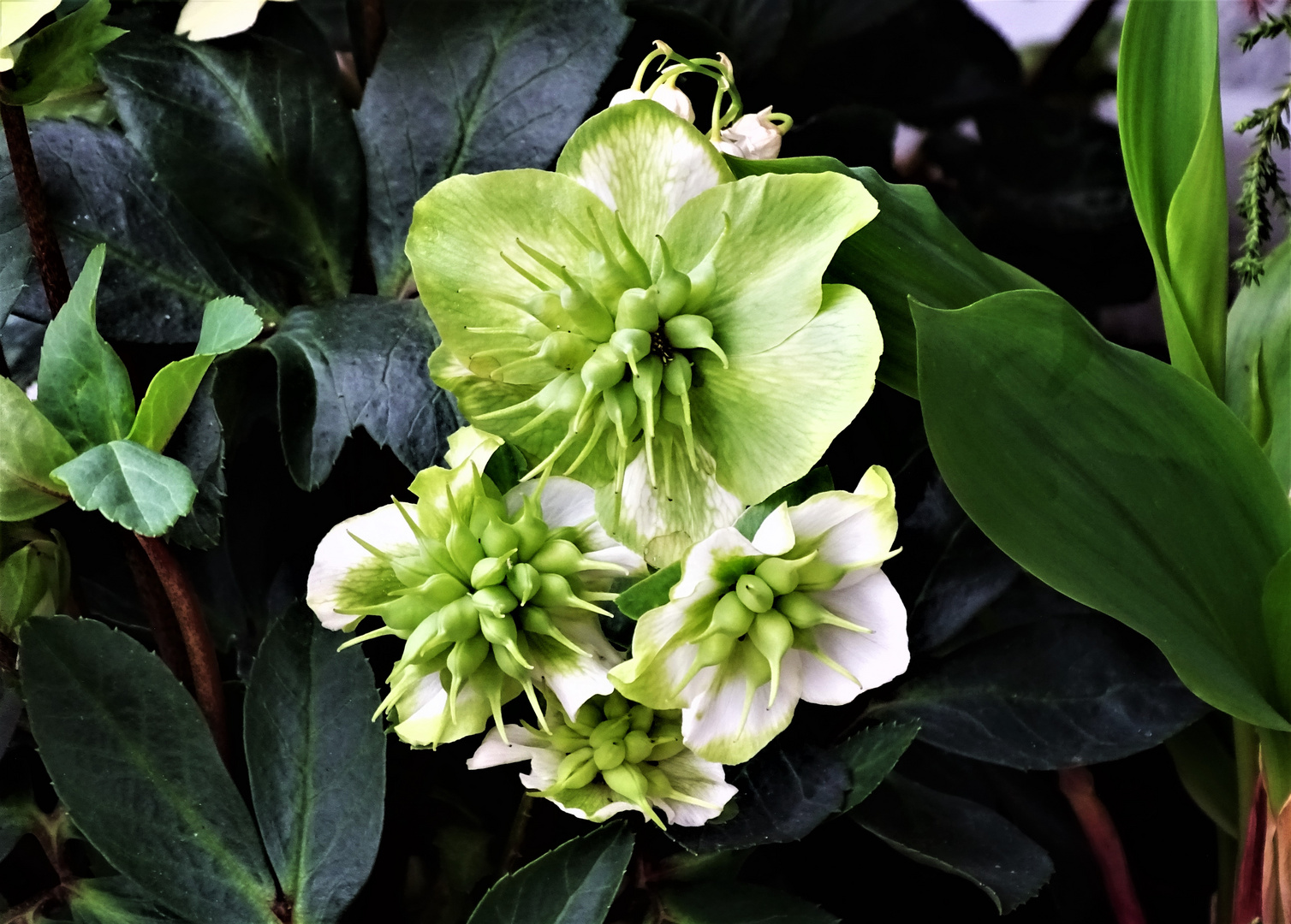 Christrose ( Helleborus niger)