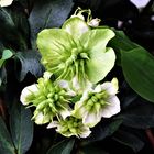 Christrose ( Helleborus niger)