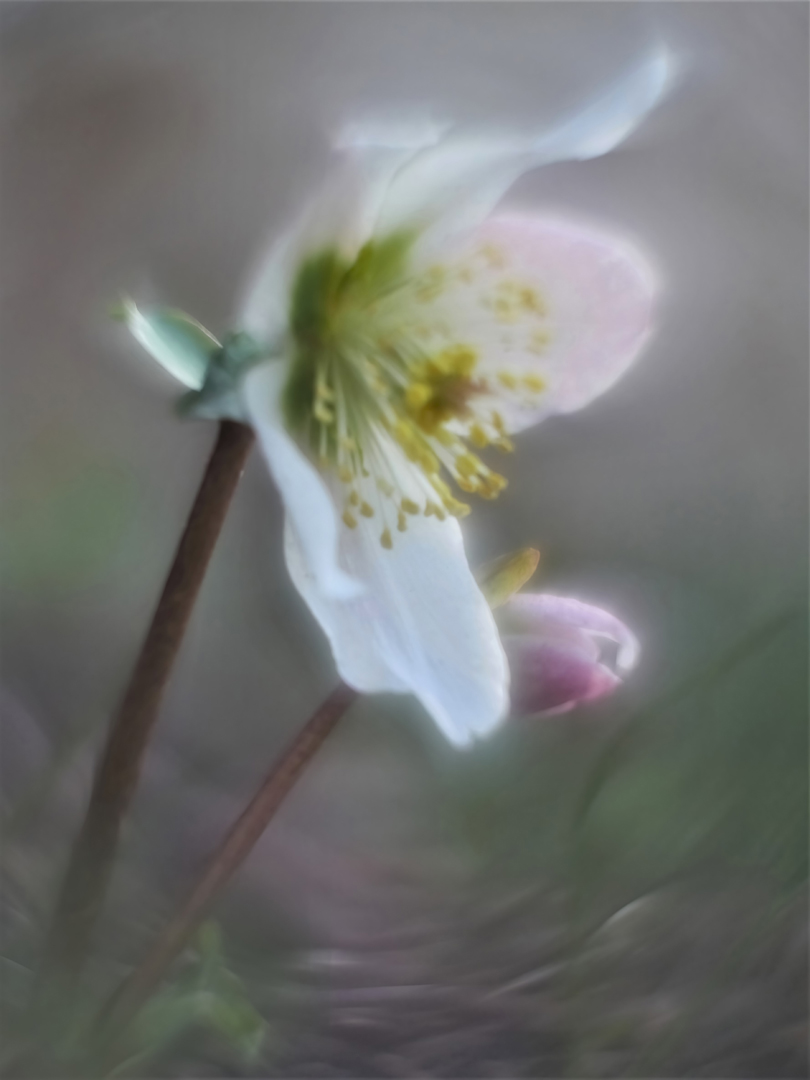 Christrose,  (Helleborus niger)