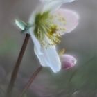 Christrose,  (Helleborus niger)