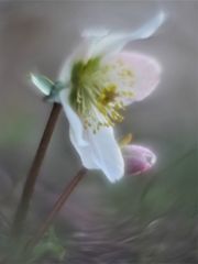 Christrose,  (Helleborus niger)