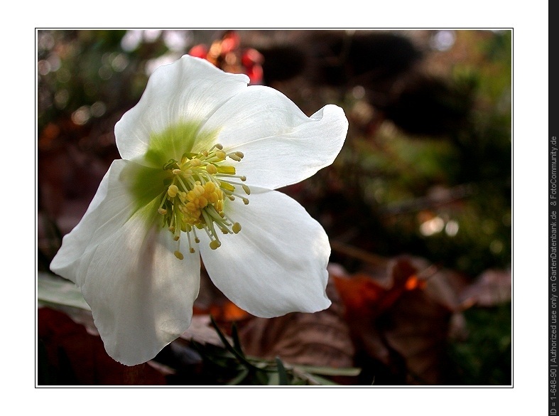 Christrose (Helleborus niger)