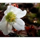 Christrose (Helleborus niger)