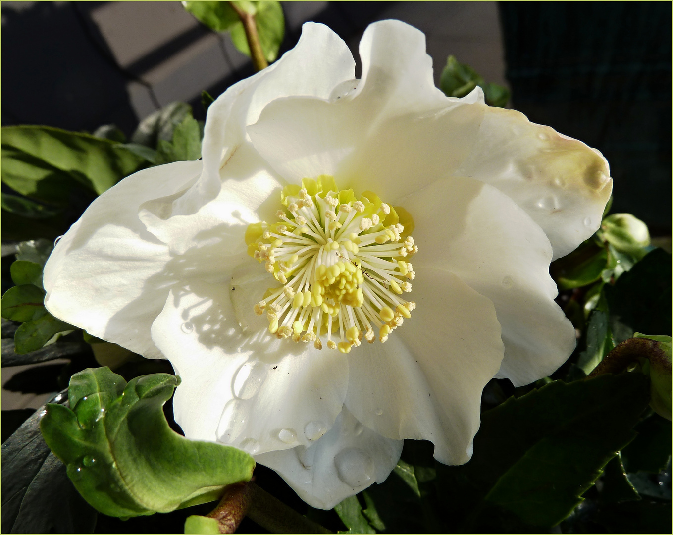 Christrose (Helleborus  niger)