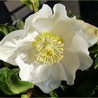 Christrose (Helleborus  niger)