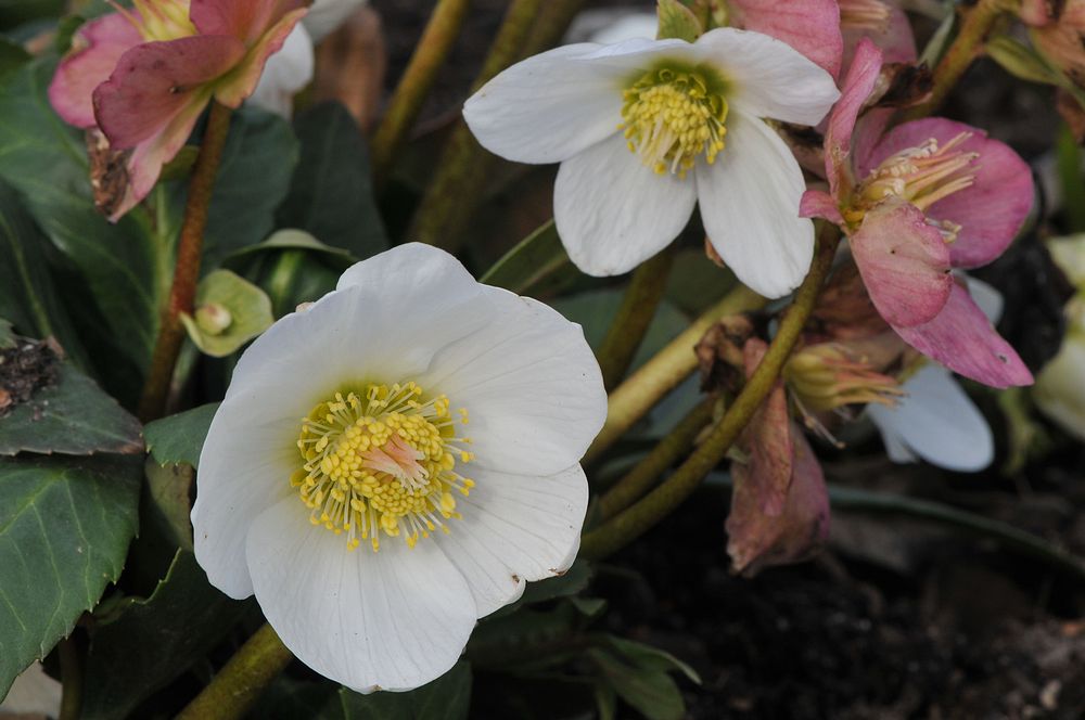 Christrose (Helleborus niger)