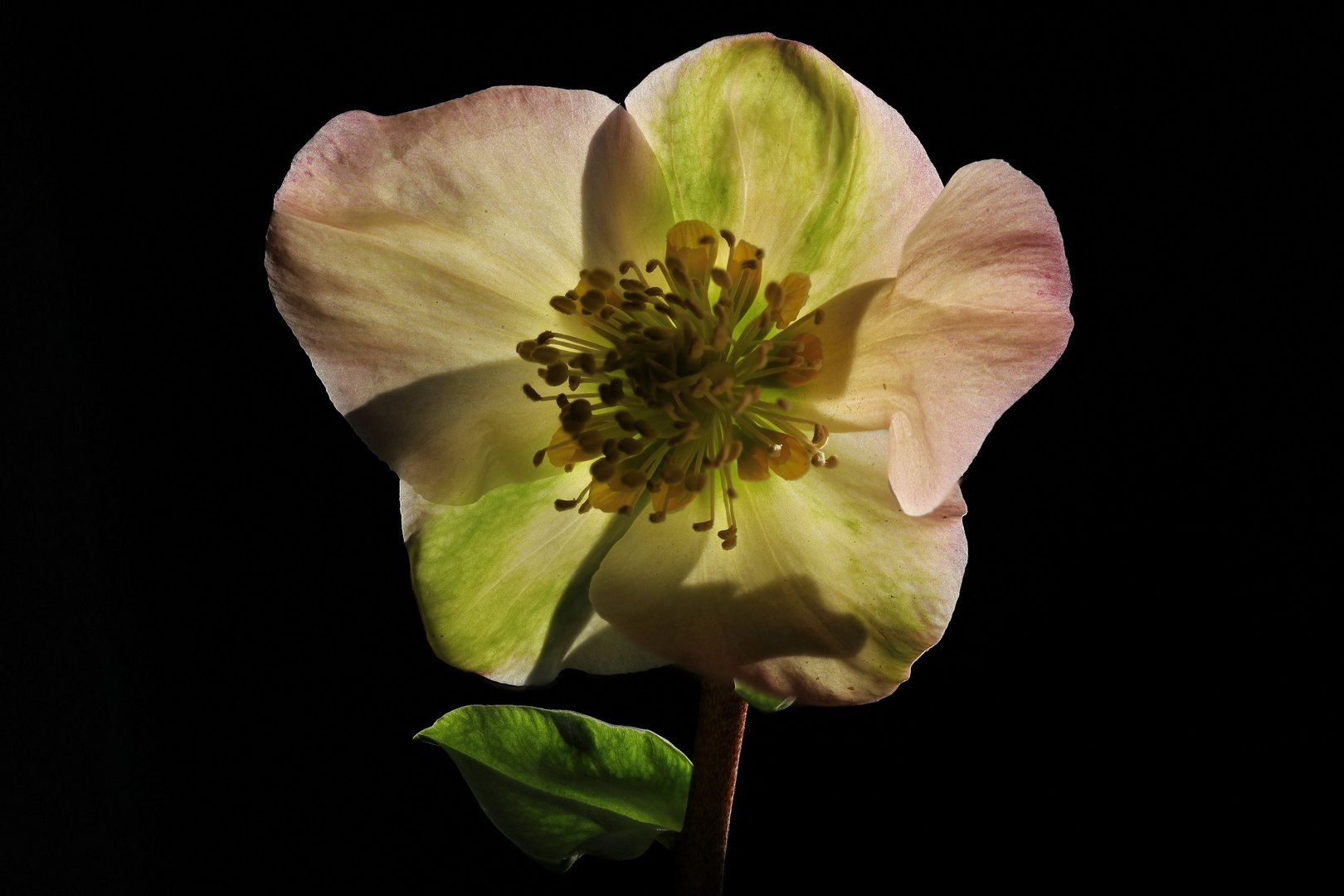 Christrose (Helleborus nigra)