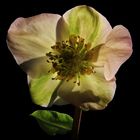 Christrose (Helleborus nigra)