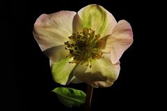 Christrose (Helleborus nigra)