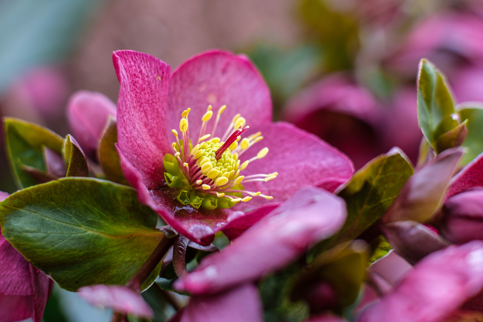 Christrose - Helleborus x glandorfensis 'Ice N´Roses Red'