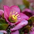 Christrose - Helleborus x glandorfensis 'Ice N´Roses Red'