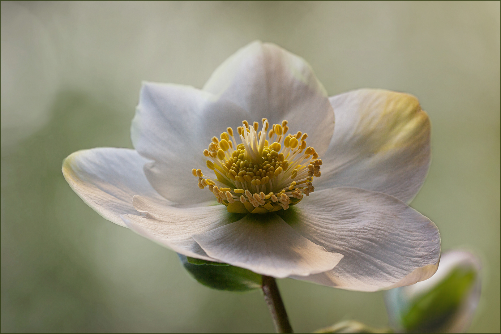 Christrose - Helleborus - Zum 2. Advent