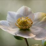 Christrose - Helleborus - Zum 2. Advent