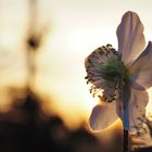 Christrose im Abendlicht