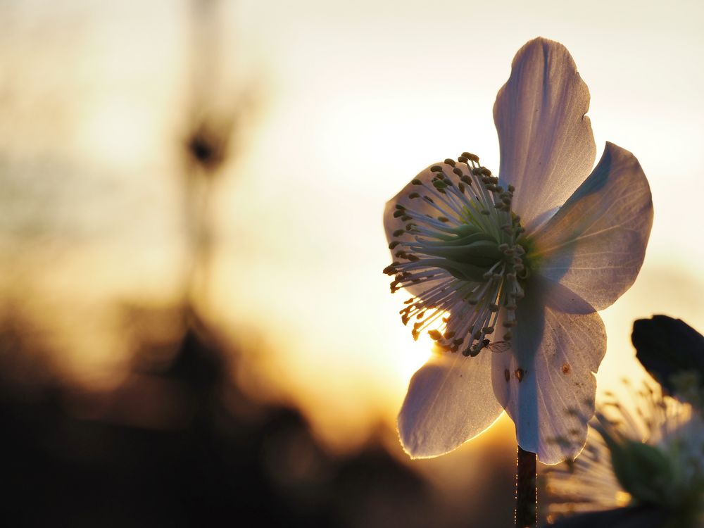 Christrose im Abendlicht