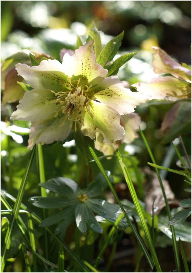 Christrose im Gegenlicht