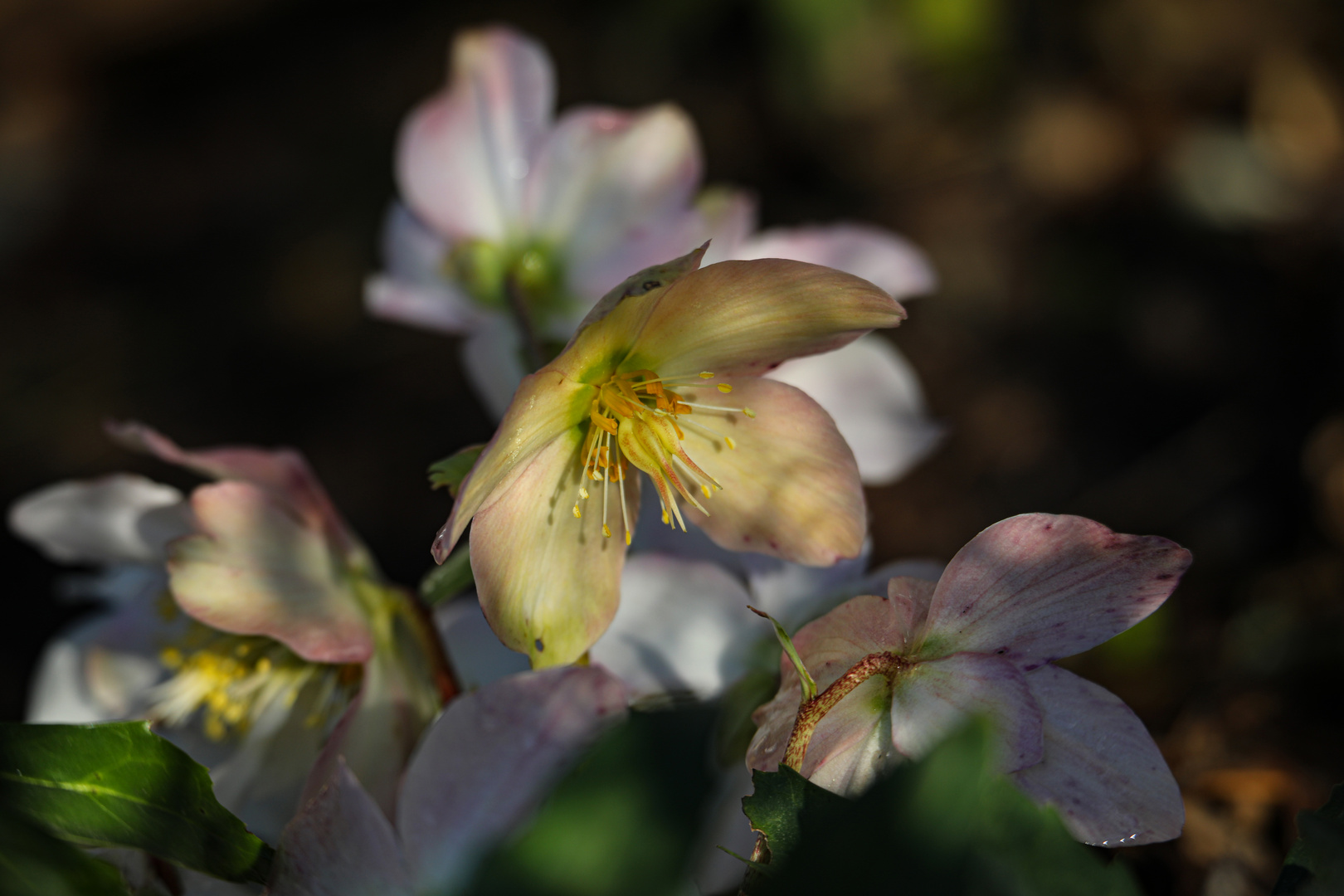 Christrose im Halbschatten