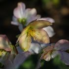 Christrose im Halbschatten