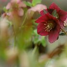 Christrose im Kurpark von Bad Hersfeld