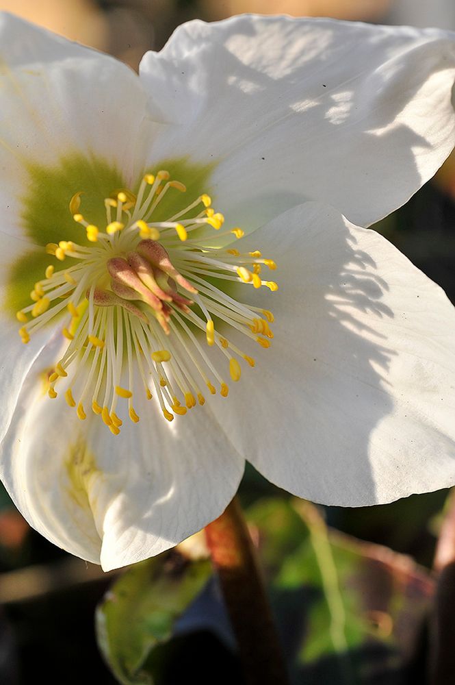 Christrose im März :-)