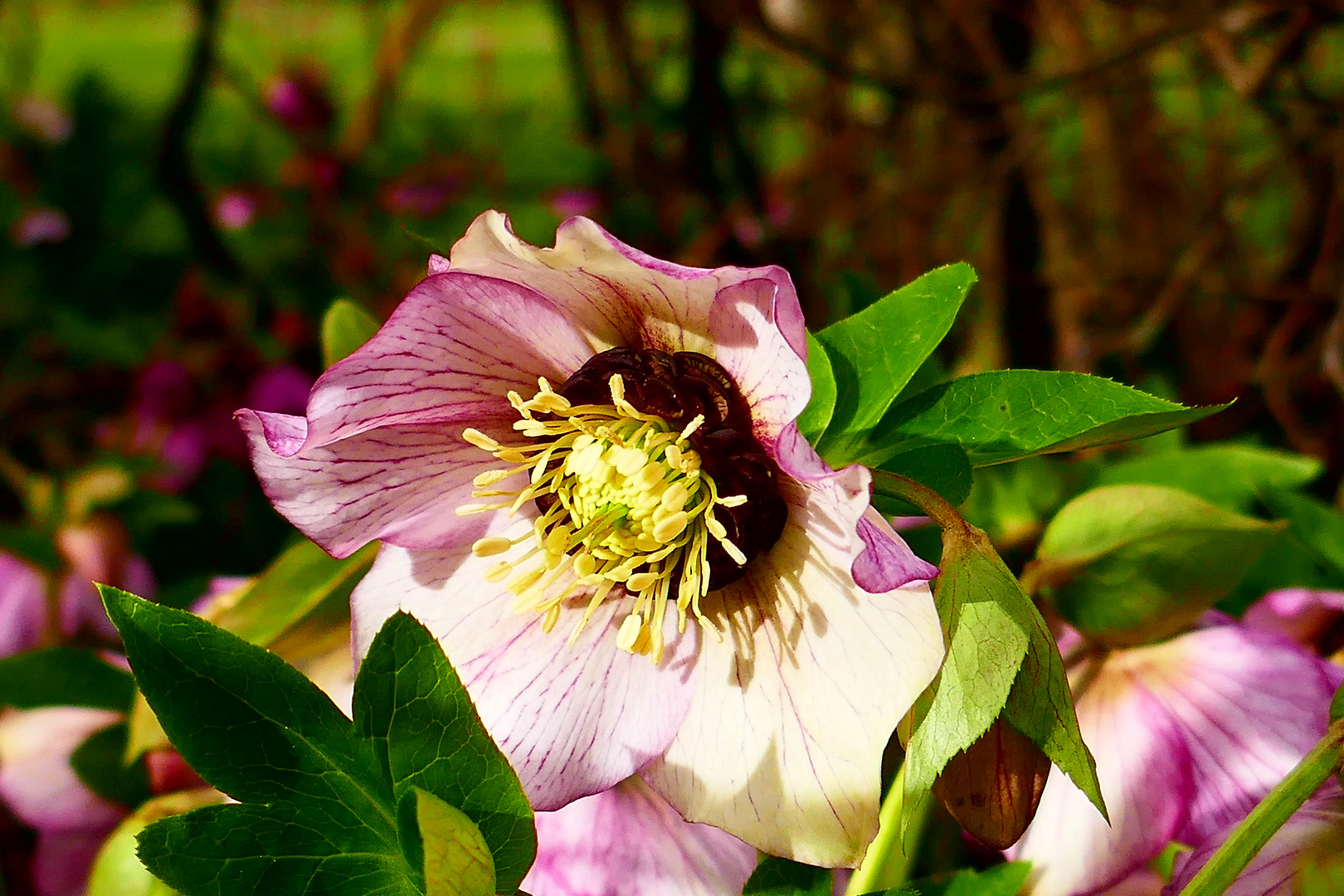 Christrose im Morgenlicht