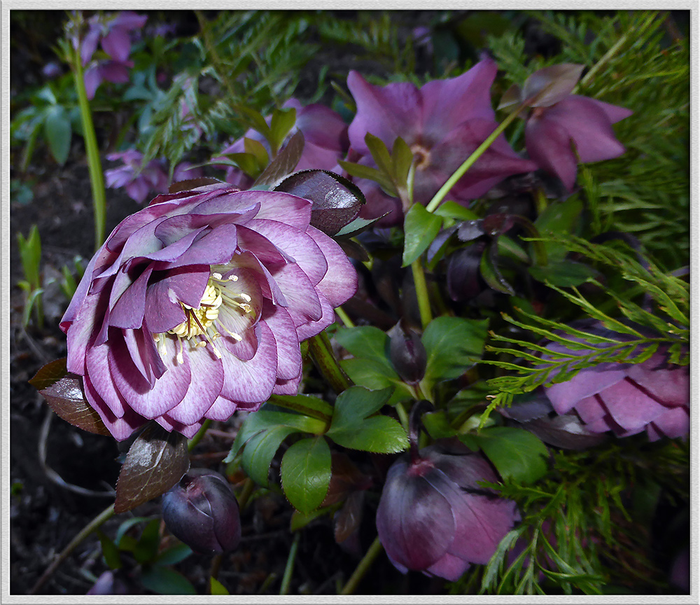 Christrose im Schein der Februarsonne