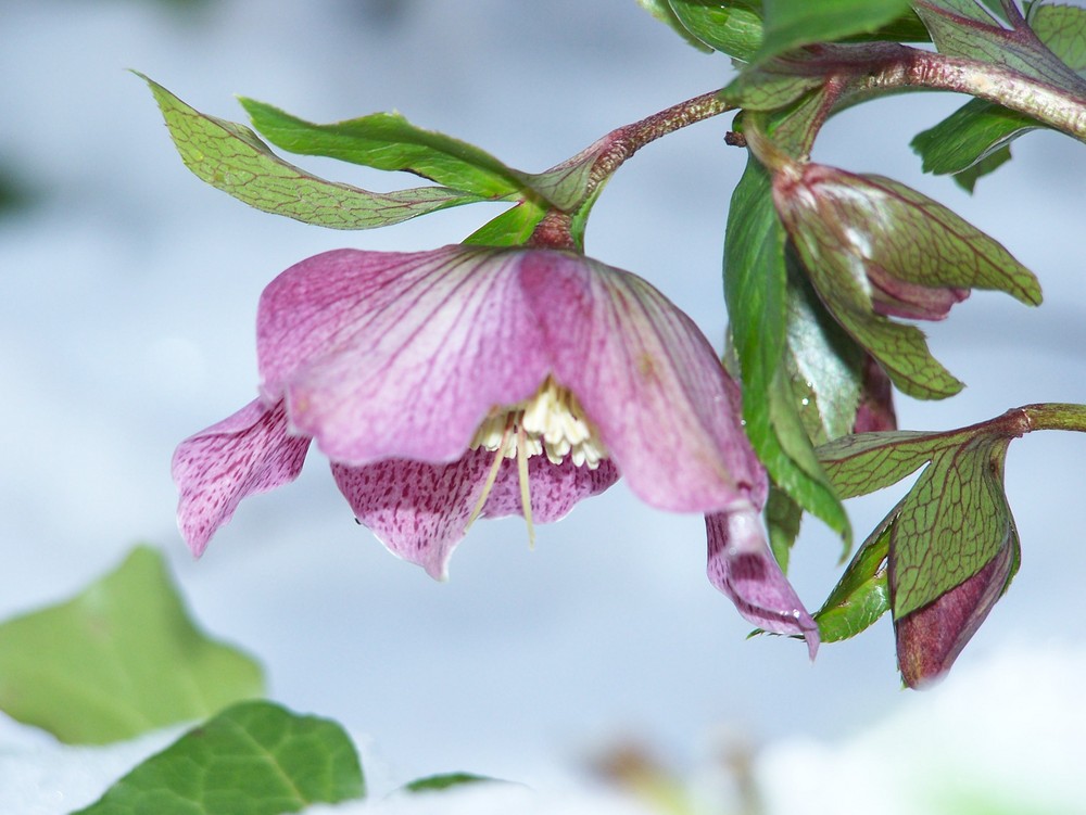 Christrose im Schnee