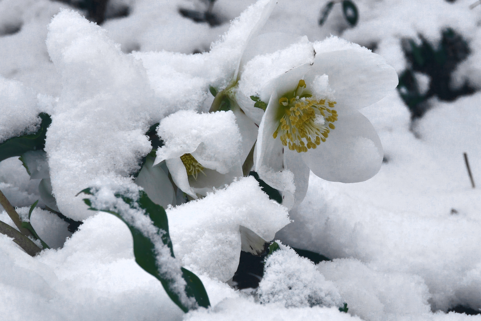 Christrose im Schnee