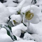 Christrose im Schnee