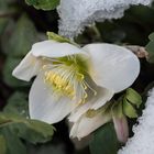 Christrose im Schnee