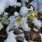 Christrose im Schnee 