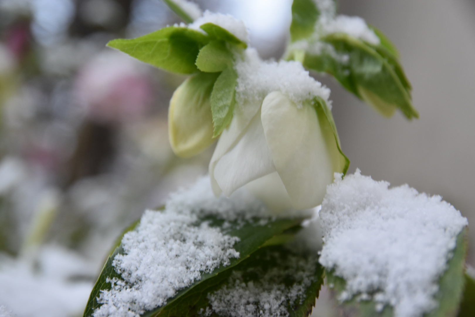 Christrose im Schneemantel