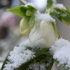 Christrose im Schneemantel