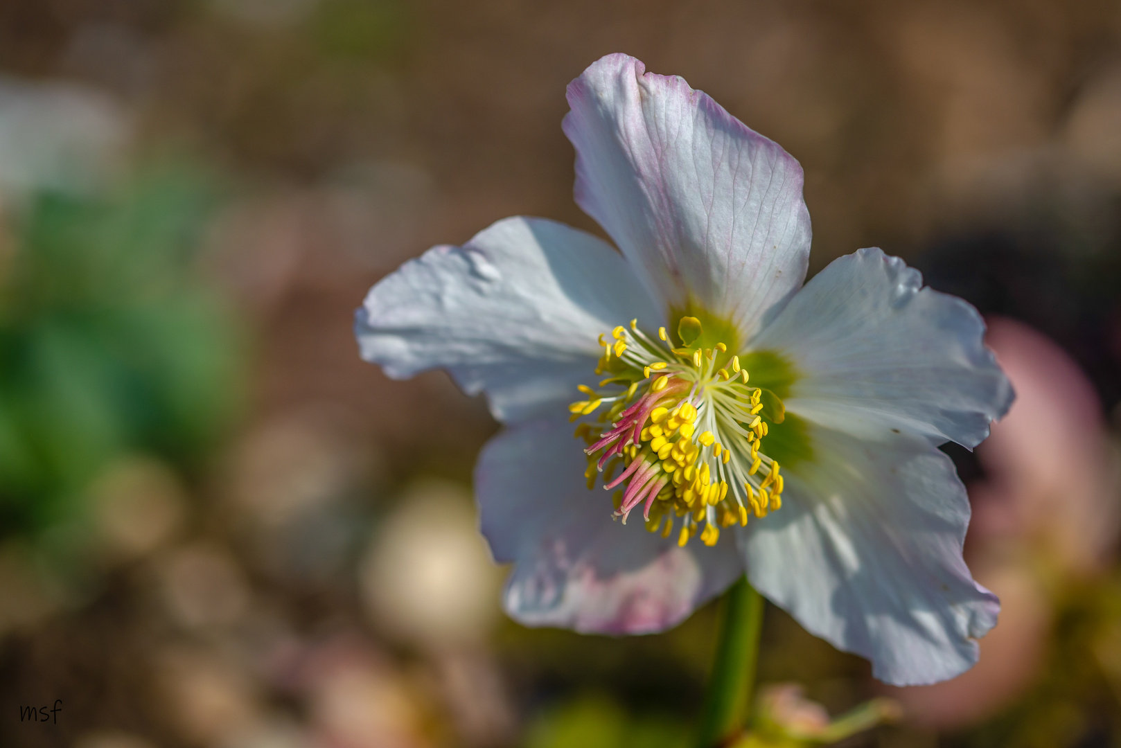 Christrose im Sonnenschein