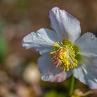 Christrose im Sonnenschein