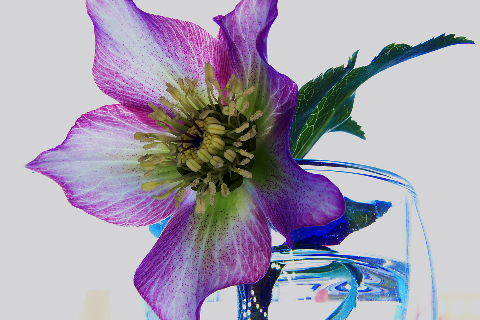 Christrose im Wasserglas