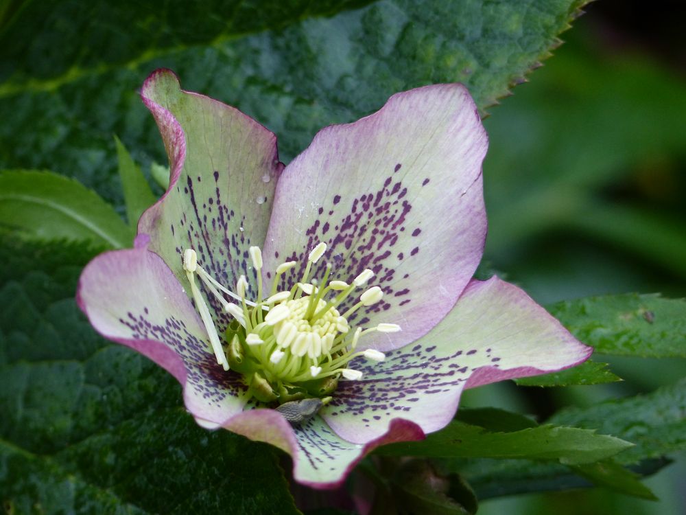 Christrose In Blute Foto Bild Pflanzen Pilze Flechten
