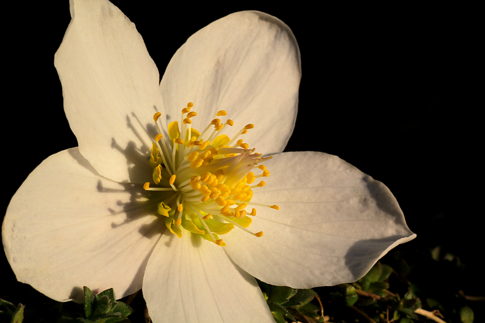 Christrose in der Abendsonne