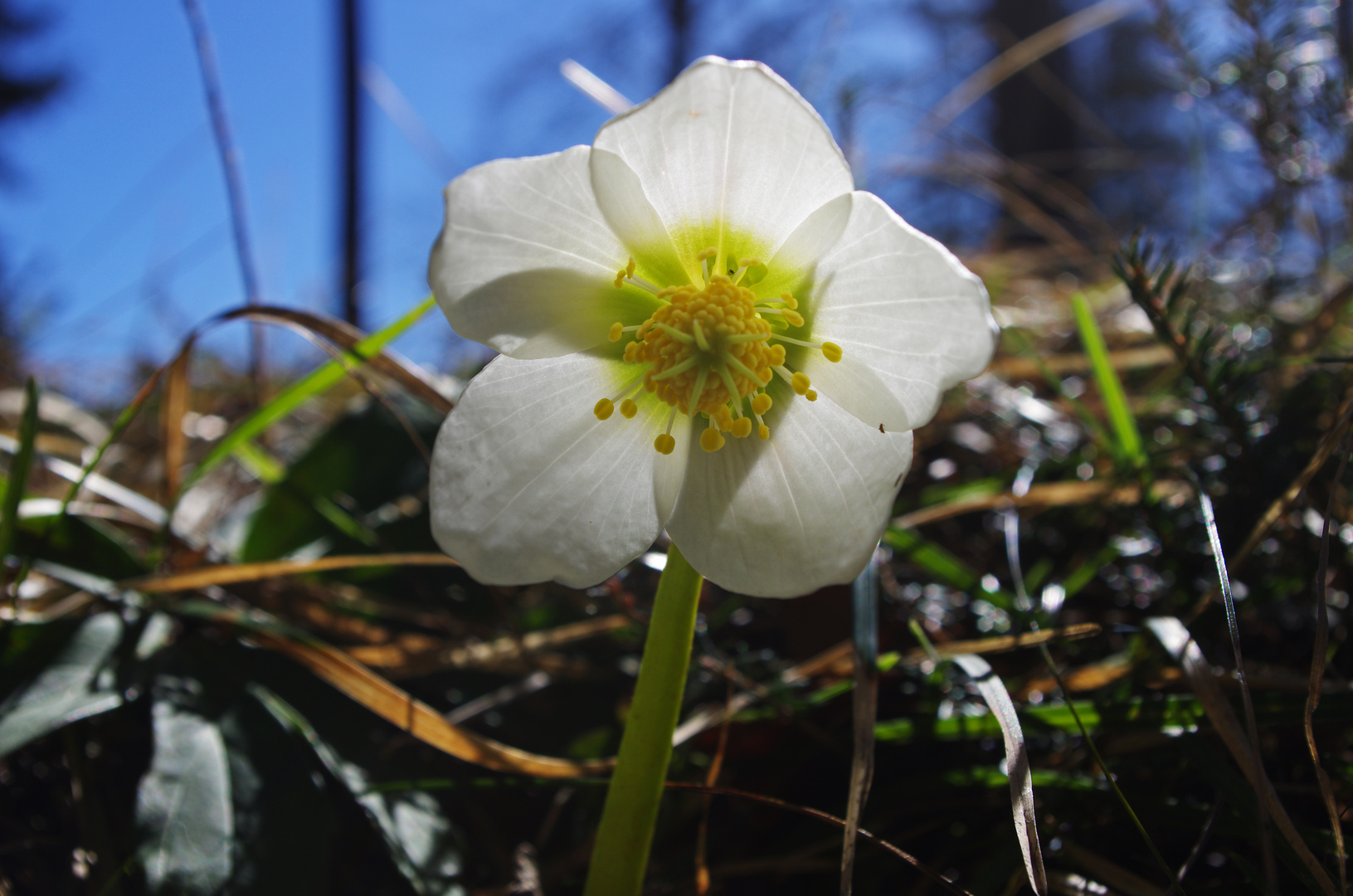 Christrose in der Märzsonne