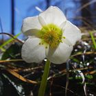 Christrose in der Märzsonne