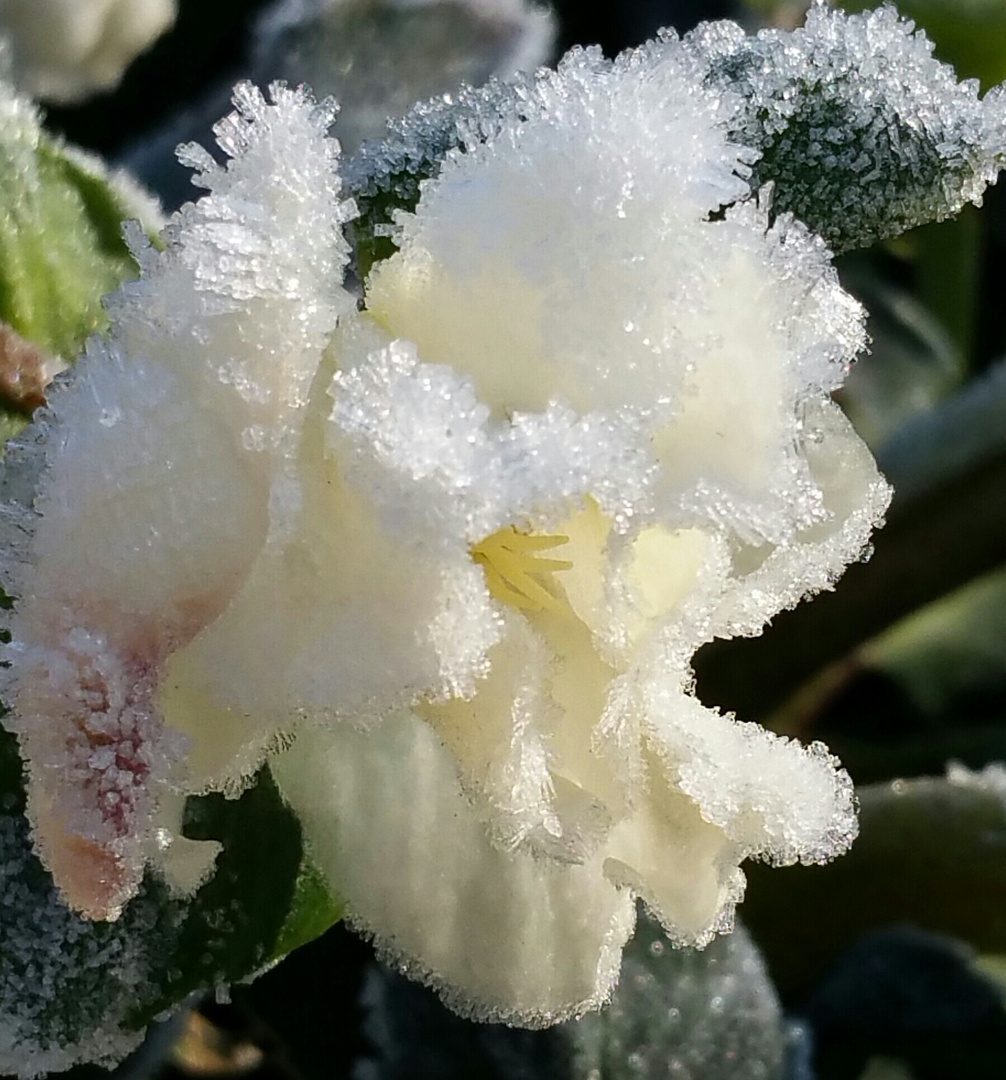 Christrose mit Eiskristallen