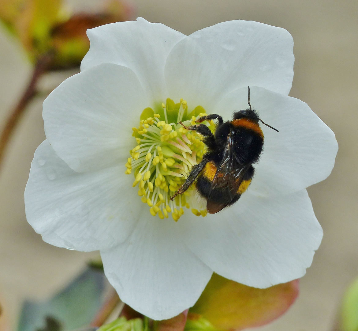 Christrose mit Hummel_10.03.2019_02