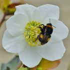 Christrose mit Hummel_10.03.2019_02