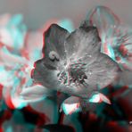 Christrose mit Raupe - Anaglyphen