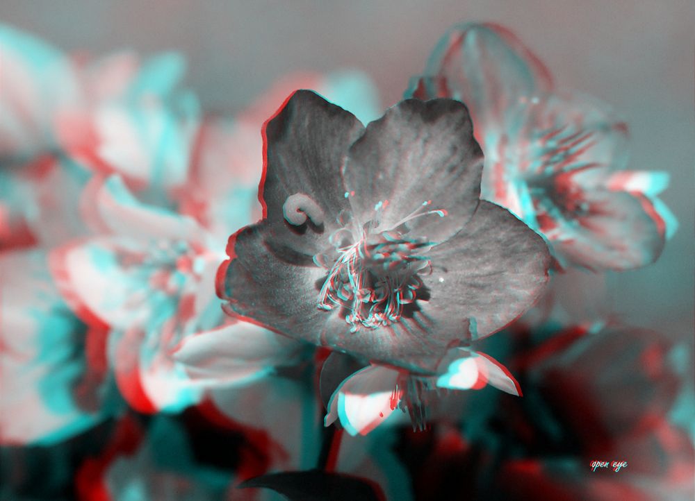 Christrose mit Raupe - Anaglyphen