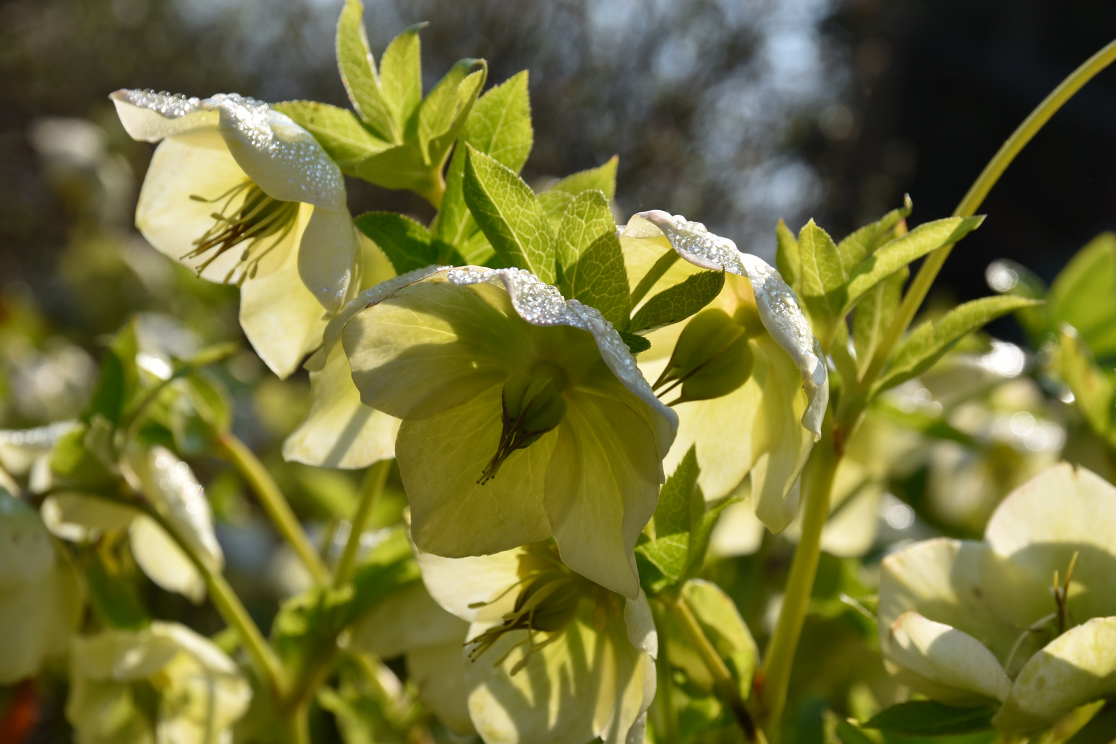 Christrose mit Tropfen