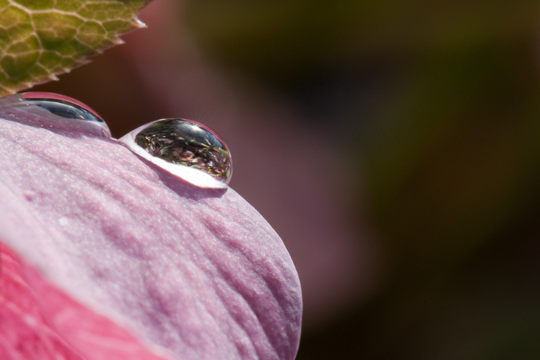 Christrose mit Wassertropfen I