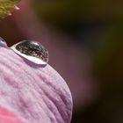 Christrose mit Wassertropfen I