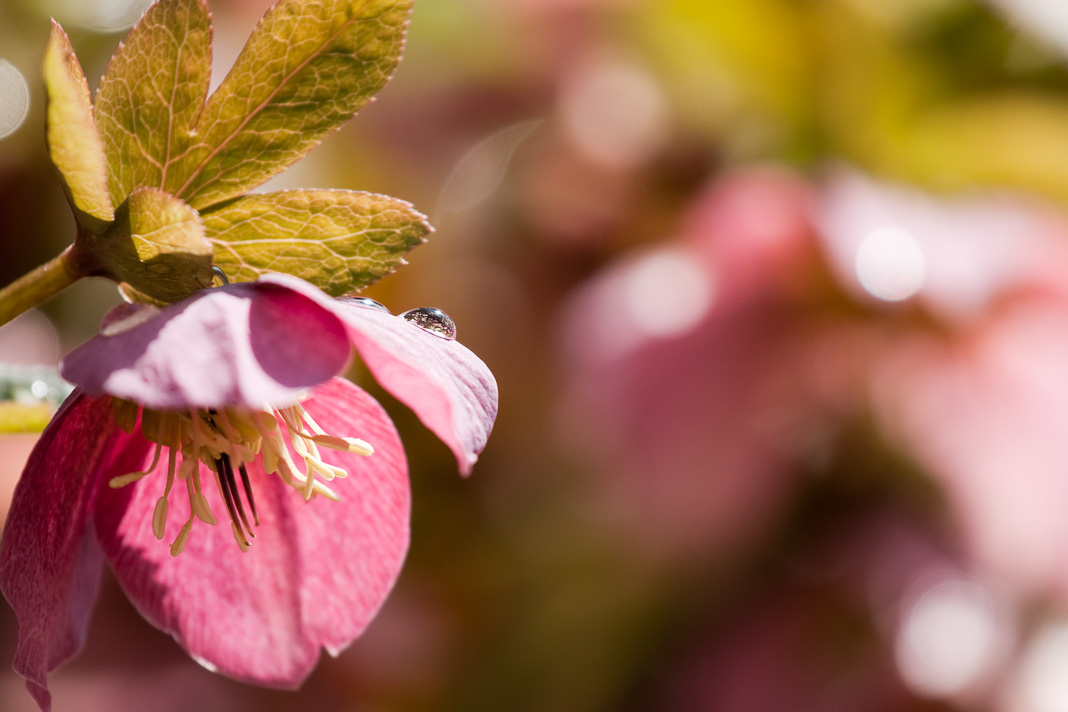 Christrose mit Wassertropfen II